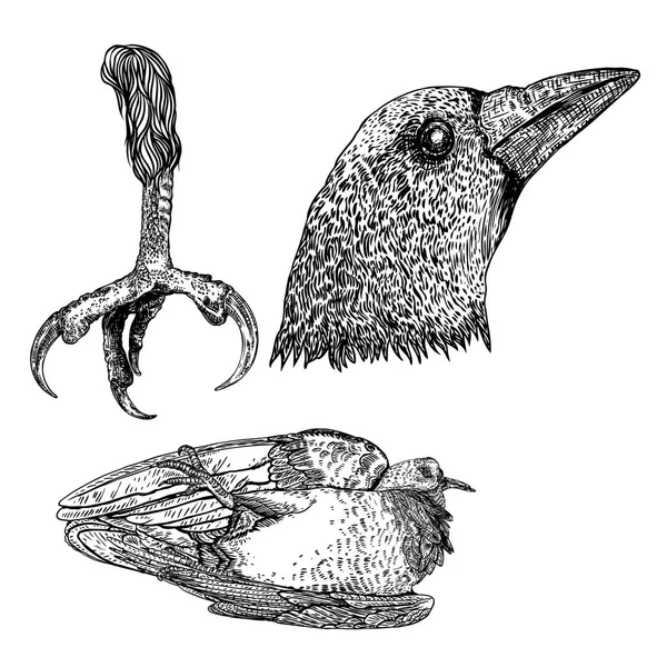 Pies de águila de ave, cabeza de cuervo o cuervo y drawi estilizado pájaro muerto — Vector de stock