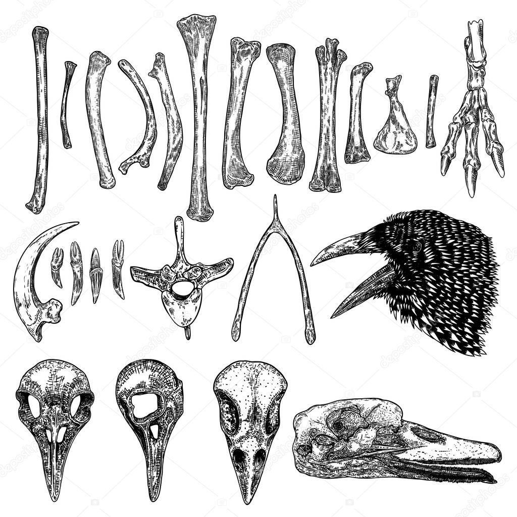 Set of bird skeleton bones and skulls for magic cult , wishbone,