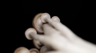 Yavaş odak kayması Kahverengi Kayın mantar, Buna Shimeji Champignons. Yemek gurme mantar. Pikapta döndürme ve siyah arka planda yalıtılmış. Makroyu kapatın. 4k.