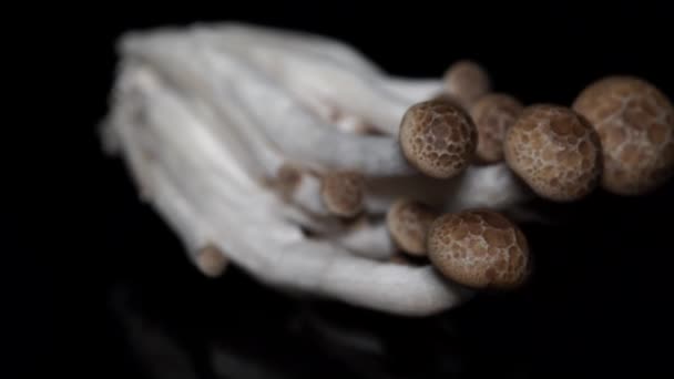 Shimeji bruin beuken champignons voor roergebakken koken. Thais, Japans heerlijk gastronomisch. Zwarte achtergrond. 4k. — Stockvideo