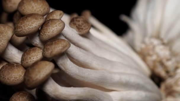 Champignons de hêtre brun Shimeji pour la cuisson frite. Thaï, délicieux gourmet japonais. Arrière plan noir. 4k .