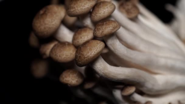 Brown Beech mushrooms, Buna Shimeji Champignons. Food gourmet mushrooms. Rotating on the turntable and Isolated on the black background. Close up macro. 4k. — Stock Video