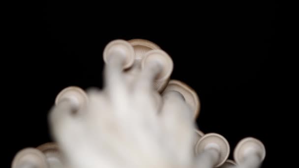 Медленное смещение фокуса Буковые грибы, Буна Шимеджи Шампиньоны. Еда изысканные грибы. Вращение на вращающемся столе и изоляция на черном фоне. Закройте макрос. 4k . — стоковое видео
