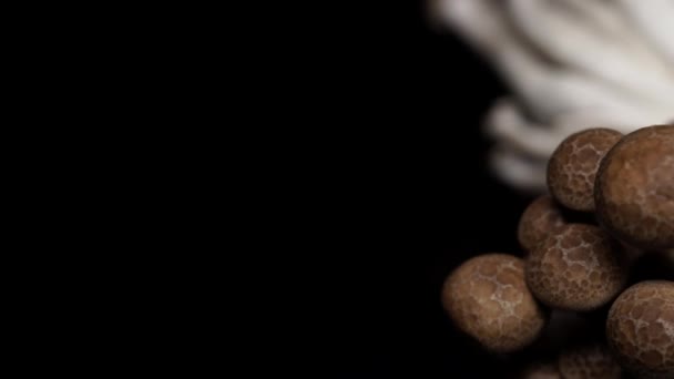 시메지 브라운 비치 버섯 볶음 요리용. 태국, 일본 맛있는 미식가. 검은 색 배경입니다. 4k. — 비디오