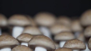 Kahverengi kayın mantarı, Buna Shimeji Champignons. Yemek gurme mantar. Pikapta döndürme ve siyah arka planda yalıtılmış. Makroyu kapatın. 4k.