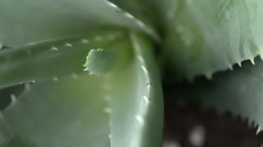 Aloe Vera tesisinin kısa alan derinliği ile aşırı makro yakın görünümü. Dreamy yumuşak odak çiçek arka plan rotasyon çerçeve kapağı. Güzellik ve kozmetik krem Aloe kavramıtılır. 4k.