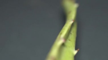 Afrika Aloe Vera bitki yaprağı üzerinde değişen odak ile Extreme makro yakın görünümü yavaş motorlu dolly çekim hareketi ise. Aloe konseptinden güzellik ve kozmetik krem. Sığ alan derinliği. 4k.