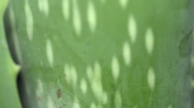 Dönerken Aloe Vera bitki yaprağına odaklanarak aşırı makro yakın görünümü, çiçek arka planı çerçeveyi döndürme de kaplar. Aloe konseptinden güzellik ve kozmetik krem. 4k.