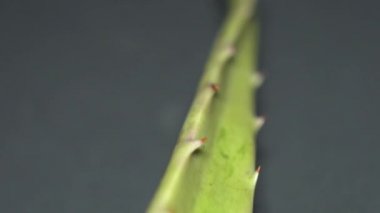 Afrika Aloe Vera bitki yaprağı üzerinde değişen odak ile Extreme makro yakın görünümü yavaş motorlu dolly çekim hareketi ise. Aloe konseptinden güzellik ve kozmetik krem. Sığ alan derinliği. 4k.