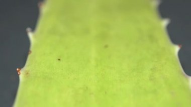 Afrika Aloe Vera bitki yaprağı üzerinde değişen odak ile Extreme makro yakın görünümü yavaş motorlu dolly çekim hareketi ise. Aloe konseptinden güzellik ve kozmetik krem. Sığ alan derinliği. 4k.