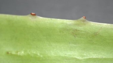 Afrika Aloe Vera bitki yaprağı üzerinde değişen odak ile Extreme makro yakın görünümü yavaş motorlu dolly çekim hareketi ise. Aloe konseptinden güzellik ve kozmetik krem. Sığ alan derinliği. 4k.