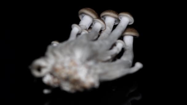Pomalý zaměřený přesun Hnědobukové houby, Buna Shimeji Champignons. Gurmánské houby. Otáčeje se na otočný talíř a izolovaný na černém pozadí. Zavře makro. 4k. — Stock video