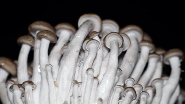 湿布朗山毛菇，布纳世美吉香米尼翁。美食蘑菇。在转盘上旋转，在黑色背景上隔离。关闭宏。4k. — 图库视频影像