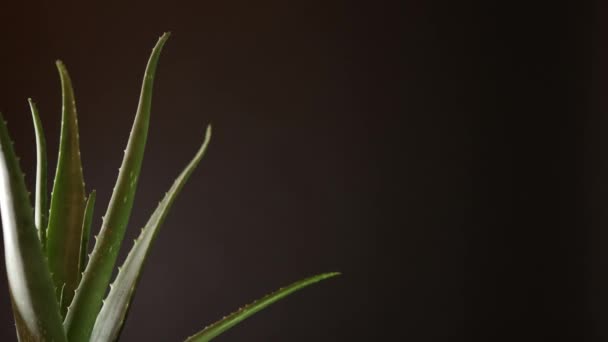 Widok z przodu pół rośliny kwiat Aloe Vera z miejscem na tekst. Krem kosmetyczny i kosmetyczny, medycyny naturalnej i opieki dla skóry ciała, Motion video z kwiatowym ziela lekko przycięte na ramie. 4K. — Wideo stockowe