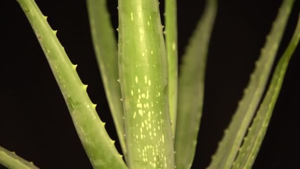 Front view of Aloe vera flower plant at all frame. Beauty cream and cosmetic, natural medicine and care for the body skin, motion video with floral herb slightly cropped on the frame. 4k. — Stock Video