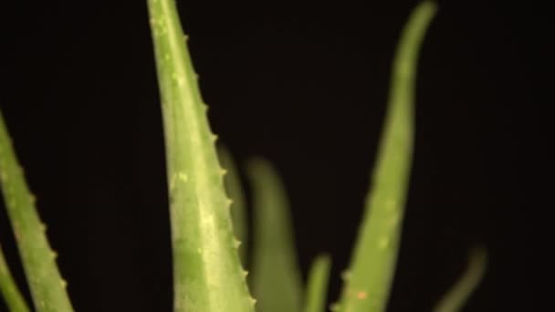 Μπροστινή θέα από το φυτό Aloe Vera σε όλα τα πλαίσια. Κρέμα ομορφιάς και καλλυντικά, φυσική ιατρική και φροντίδα για το δέρμα του σώματος, κίνηση βίντεο με floral βότανο ελαφρώς περικομμένο στο πλαίσιο. 4K. — Αρχείο Βίντεο