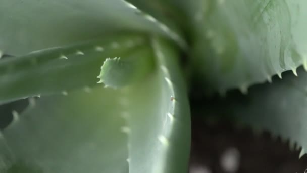 Ekstremalne makro bliska widok z krótką głębią ostrości roślin Aloe Vera. Marzycielski soft focus kwiatowy tle pokrycie ramki w rotacji. Krem kosmetyczny i kosmetyczny pochodzi z aloesu koncepcji. 4K. — Wideo stockowe