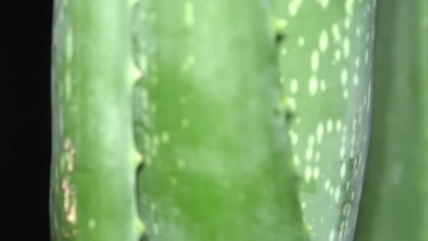 Vista macro extrema de cerca con un enfoque cambiante en la hoja de planta de Aloe Vera mientras gira, el fondo floral cubre el marco en rotación. Belleza y crema cosmética del concepto Aloe. 4k . — Vídeos de Stock
