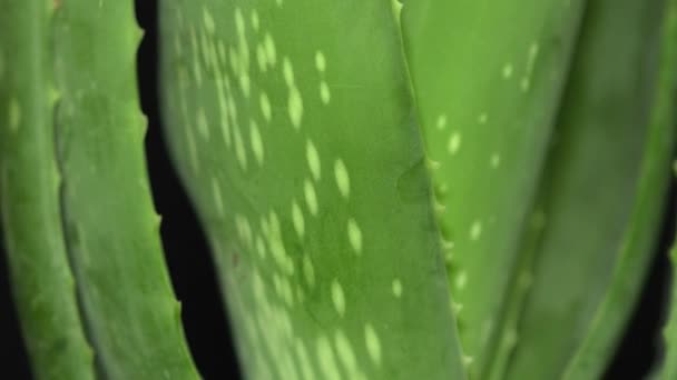 Extrém makró közelről kilátás változó összpontosítani Aloe Vera növény levél forgatása közben, virágos háttér kiterjed a keret forgása. Szépség és kozmetikai krém Aloe koncepcióból. 4k. — Stock videók