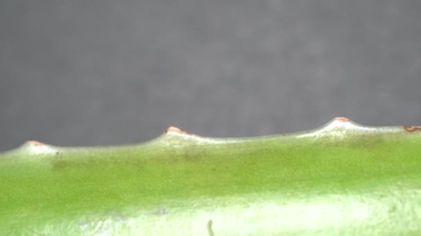 Extreme macro close up view with shifting focus on African Aloe Vera plant leaf while slowly motorized dolly shot motion. Beauty and cosmetic cream from Aloe concept. Shallow depth of field. 4k. — Stock Video