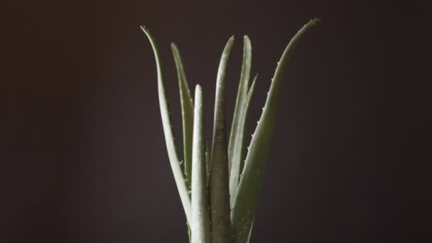 Aloe Vera fechar rotação. Aloe planta verde girando sobre fundo preto. Terapia em casa, ingrediente cosmético, medicina alternativa e conceito de cuidados naturais orgânicos da pele. 4K . — Vídeo de Stock