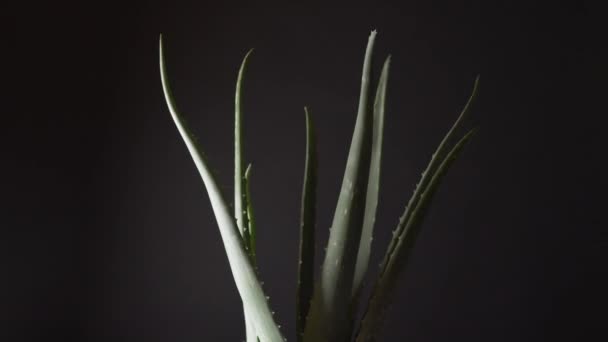 Aloe Vera närbild rotation. Aloe Green Plant roterande på svart bakgrund. Hem terapi, kosmetisk ingrediens, alternativ medicin och naturlig ekologisk hudvård koncept. 4K. — Stockvideo