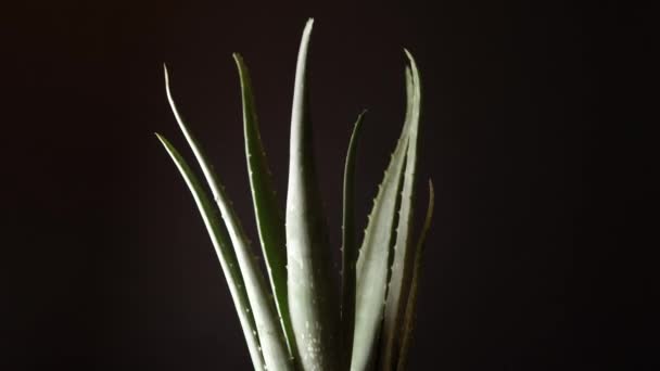 Aloe Vera rotation rapprochée. Plante verte d'aloès tournant sur fond noir. Thérapie à domicile, ingrédient cosmétique, médecine alternative et concept naturel de soins de la peau bio. 4K . — Video