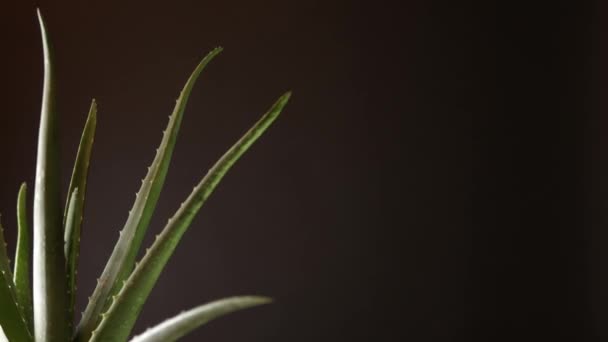 Vooraanzicht van de helft Aloë Vera bloem plant met ruimte voor tekst. Beauty Cream en cosmetische, natuurlijke geneeskunde en zorg voor de lichaamshuid, motion video met bloemen kruid enigszins bijgesneden op het frame. 4k. — Stockvideo