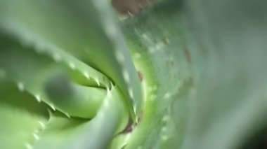 Aloe Vera tesisinin kısa alan derinliği ile aşırı makro yakın görünümü. Dreamy yumuşak odak çiçek arka plan rotasyon çerçeve kapağı. Güzellik ve kozmetik krem Aloe kavramıtılır. 4k.