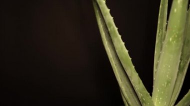 Metin için alan ile yarım Aloe vera çiçek bitkiön görünümü. Güzellik kremi ve kozmetik, doğal tıp ve vücut cilt bakımı, çiçek ot ile hareket video biraz çerçeve üzerinde kırpılmış. 4k.