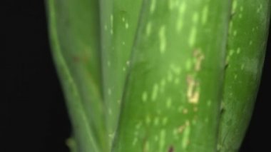 Dönerken Aloe Vera bitki yaprağına odaklanarak aşırı makro yakın görünümü, çiçek arka planı çerçeveyi döndürme de kaplar. Aloe konseptinden güzellik ve kozmetik krem. 4k.