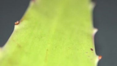 Afrika Aloe Vera bitki yaprağı üzerinde değişen odak ile Extreme makro yakın görünümü yavaş motorlu dolly çekim hareketi ise. Aloe konseptinden güzellik ve kozmetik krem. Sığ alan derinliği. 4k.