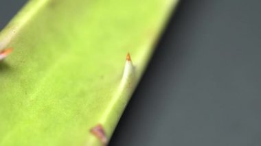Afrika Aloe Vera bitki yaprağı üzerinde değişen odak ile Extreme makro yakın görünümü yavaş motorlu dolly çekim hareketi ise. Aloe konseptinden güzellik ve kozmetik krem. Sığ alan derinliği. 4k.