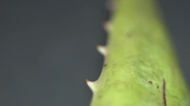 Afrika Aloe Vera bitki yaprağı üzerinde değişen odak ile Extreme makro yakın görünümü yavaş motorlu dolly çekim hareketi ise. Aloe konseptinden güzellik ve kozmetik krem. Sığ alan derinliği. 4k.