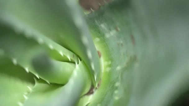 Macro extrema vista de cerca con poca profundidad de campo de la planta de Aloe Vera. El fondo floral de enfoque suave de ensueño cubre el marco en rotación. Belleza y crema cosmética derivada del concepto Aloe. 4k . — Vídeos de Stock