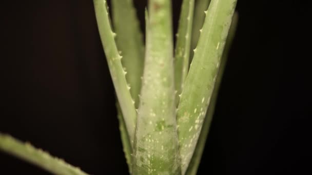 Vue de face de la plante de fleur d'Aloe vera à tout cadre. Crème de beauté et cosmétique, médecine naturelle et soin de la peau du corps, vidéo de mouvement avec herbe florale légèrement recadrée sur le cadre. 4k . — Video