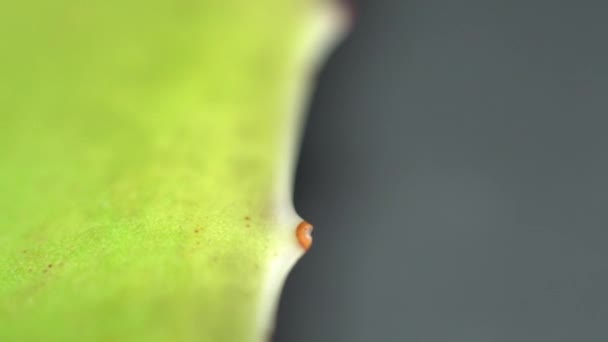 Vue de près de macro extrême avec accent décalé sur la feuille de plante d'aloe vera africaine tandis que lentement motorisé mouvement de tir de poupée. Beauté et crème cosmétique du concept Aloe. Profondeur de champ faible. 4k . — Video