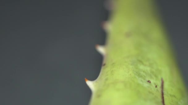 Extreme macro close-up weergave met verschuivende focus op Afrikaans Aloë Vera-planten blad terwijl langzaam gemotoriseerde Dolly schot beweging. Beauty en cosmetische crème van Aloë concept. Ondiepe scherptediepte. 4k. — Stockvideo