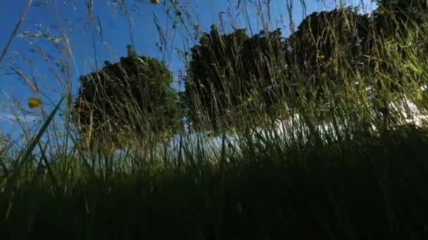 Naplemente mély zöld fű lassú motoros Dolly lövés mozgás sugarai a nap sugárzó át a növényzet és a fák. Élő természet pihentető táj lövés alulról a kék eget. 4k. — Stock videók