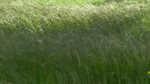 Uitzicht op het verplaatsen van groene tarwe zoals planten onkruid en groen in de winderige zonnige dag, veld of idyllische weide. 4k. — Stockvideo