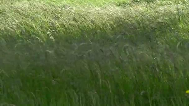 Vue du déplacement du blé vert comme les plantes mauvaises herbes et la verdure dans la journée ensoleillée venteuse, champ ou prairie idyllique. 4k . — Video