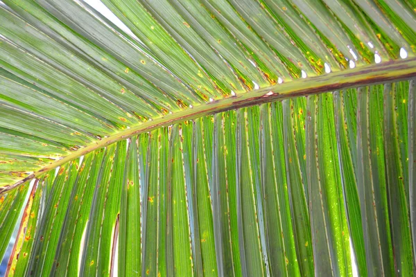 Astratto strisce verdi dalla natura, foglie di palma tropicale felce testo — Foto Stock