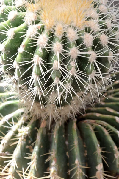 Kaktus Hintergrund in natürlicher grüner Farbe. Nahaufnahme Konzeptkunst. — Stockfoto