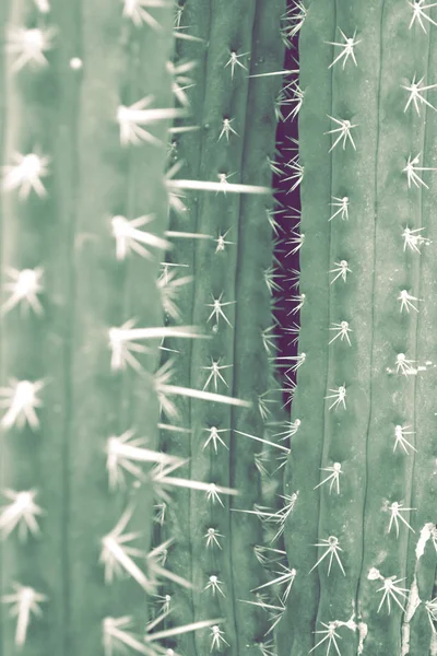 Fundo ou parede feita de cactos altos sobre branco . — Fotografia de Stock