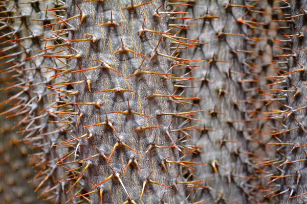 Sfondo o parete in cactus con spazio per la copia del testo. Moderatore alla moda — Foto Stock