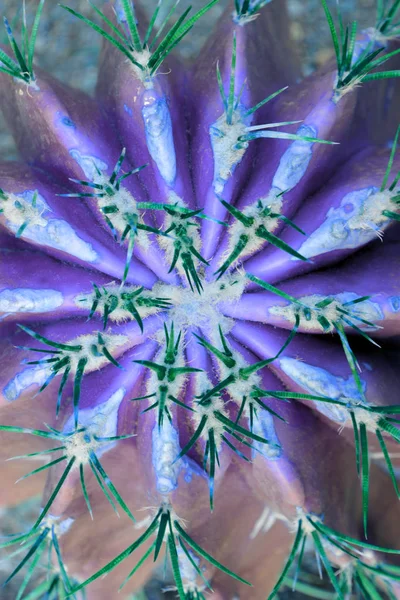 Thorn fond texture de cactus en vue rapprochée. Holographique à — Photo