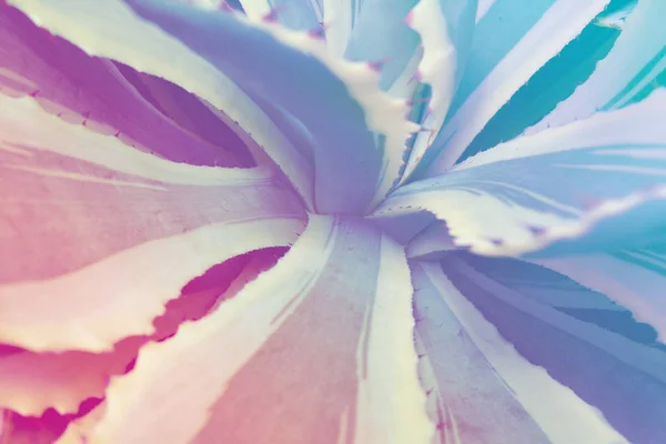 Nahaufnahme der Aloe-Sukkulente in dunklem holographischen Licht — Stockfoto