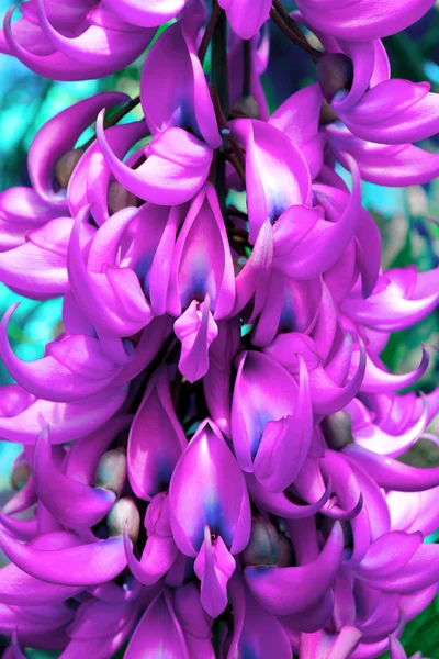 Exotic flower plant. Jade Vine Flower. Close up in coral pink to