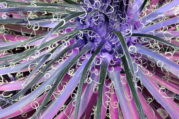 Planta de cacto de perto. Arte de moda conceitual. Surrealismo mínimo . — Fotografia de Stock