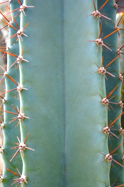 Planta de cacto como um fundo de close-up com espaço de cópia para colocar y — Fotografia de Stock